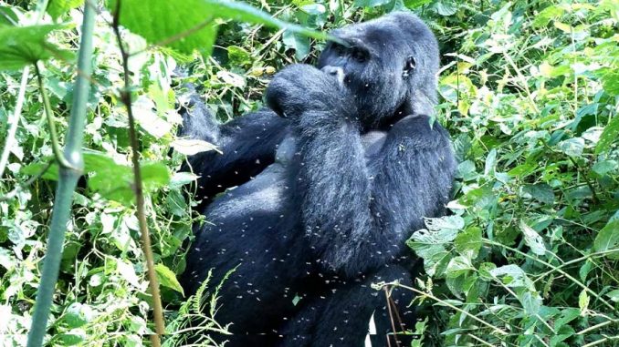 Rwanda raises gorilla fees