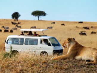 Affordable Volunteer Safari Kenya