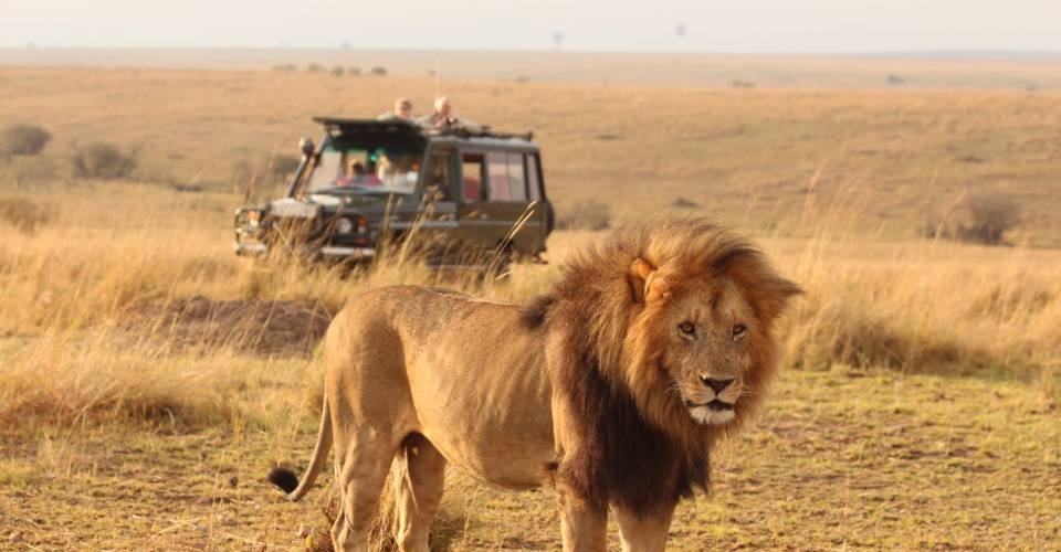 safari volunteering Kenya