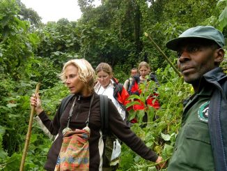 Volunteer in Democratic Republic of Congo