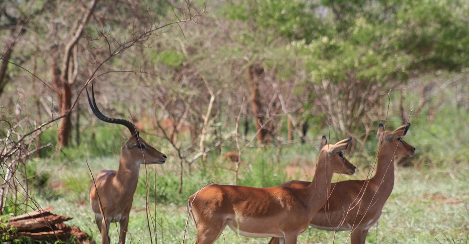 Akagera Safaris Rwanda