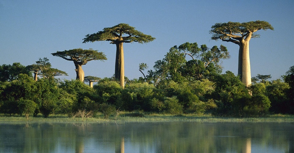 Baobab Trees of Madagascar