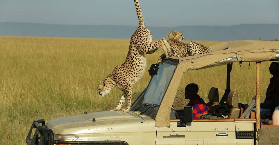Kenya Safari Volunteering