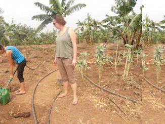 Uganda Farm Work Volunteer Project