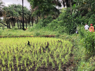 Guinea Bissau Environmental Conservation Volunteer Project