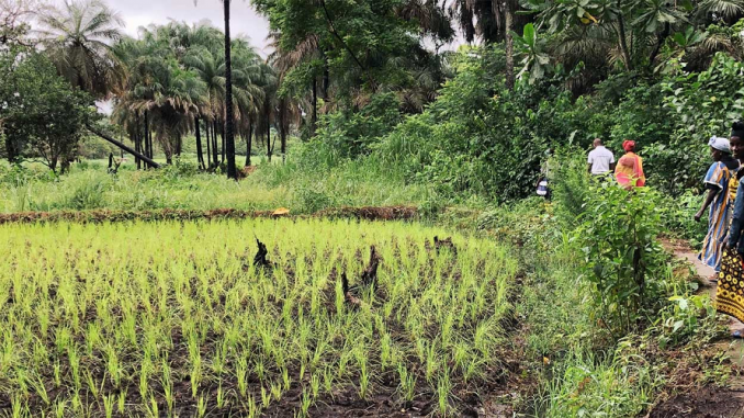 Guinea Bissau Environmental Conservation Volunteer Project