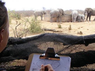 Zimbabwe wildlife conservation volunteering
