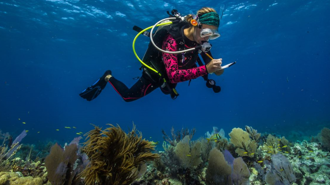 marine conservation volunteer program marine conservation volunteer program