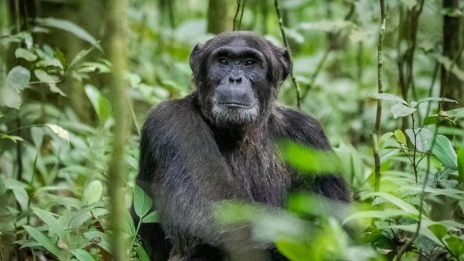 Kibira Wildlife Safari Burundi
