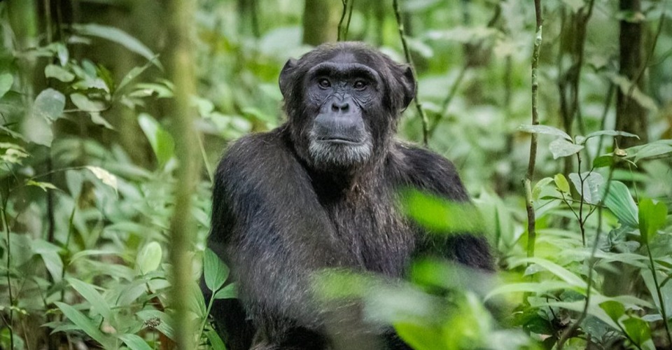 Kibira Wildlife Safari Burundi