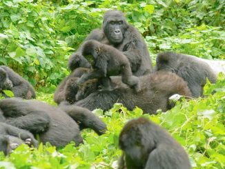 Rwanda Gorilla Trekking Safari