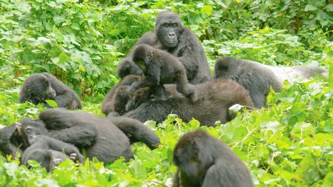 Rwanda Gorilla Trekking Safari