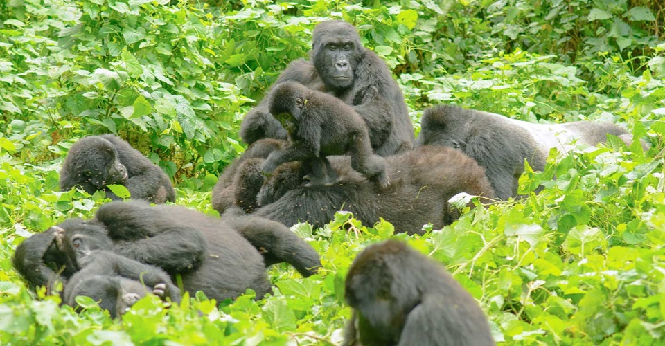 Rwanda Gorilla Trekking Safari