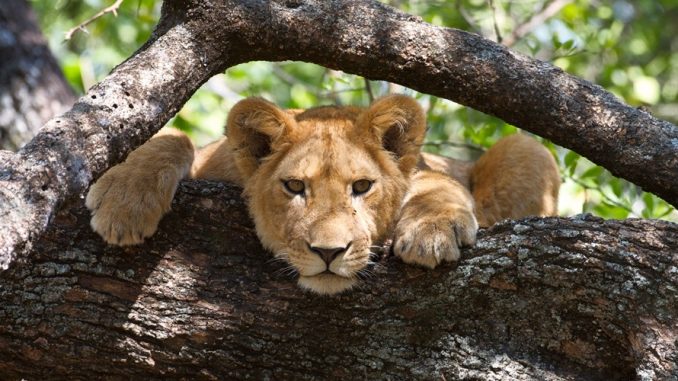 Tanzania Safaris Tarangire Serengeti Ngorongoro Lake Manyara Safari